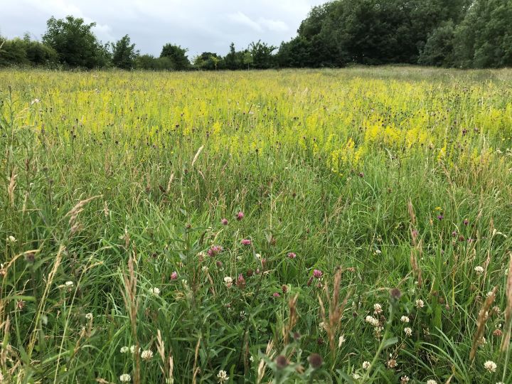 Wildflower Meadow